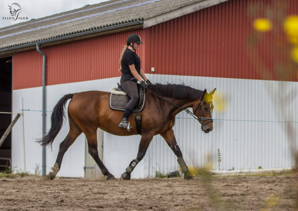 harmonisk ridning, dressur, ellen sauer hestetræning, lektion,