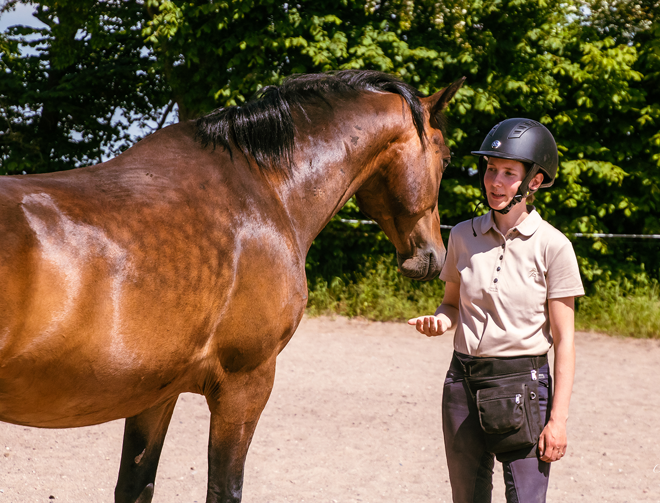 klikkertræning, hestetræning, Ellen Sauer, positiv forstærkning, new forest pony,