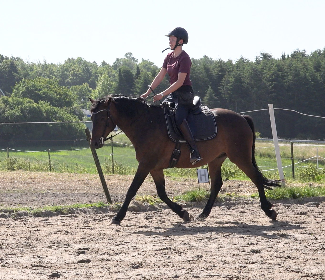 centreret ridning, ellen sauer, undervisning, dressur