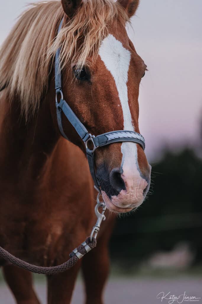 welsh pony, hesteportræt, rød pony, ellen sauer hestetræning