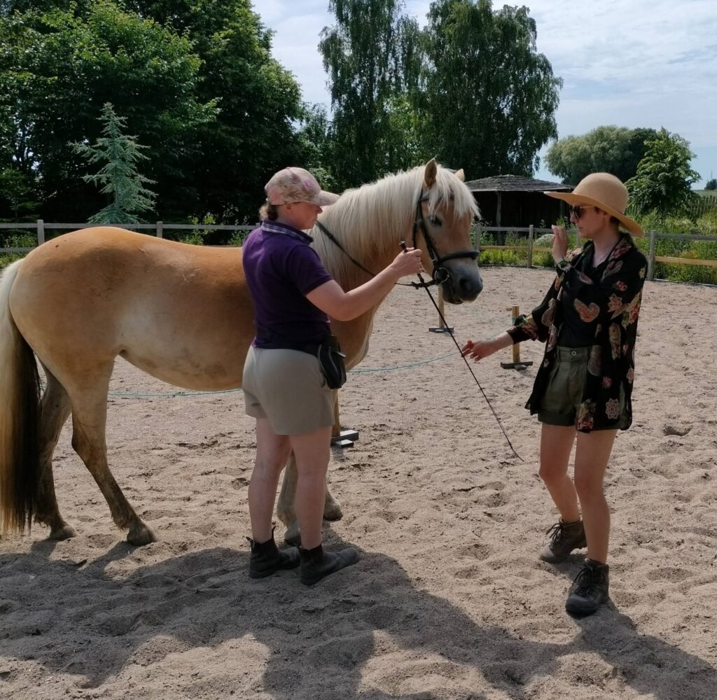 lektion med ellen sauer med hest fra jorden