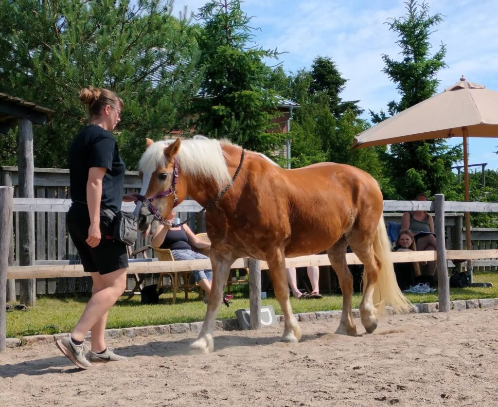 dressur fra jorden kursus med ellen sauer,