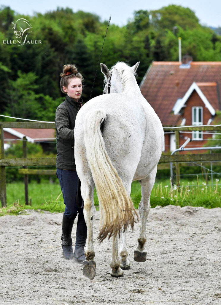 sidebevægelser fra jorden med hest, traversade på udendørsbane med spansk hest set bagfra med ellen sauer