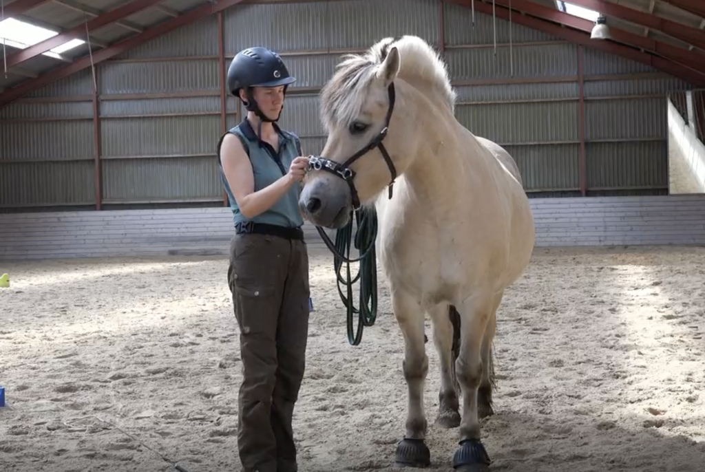 kapsunarbejde og bøjning, fjordhest, arbejde fra jorden med hest i ridehal, ellen sauer