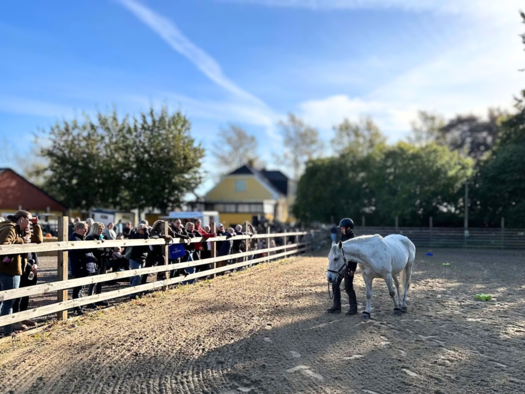ellen sauer med hest til demo med publikum, longeringskursus